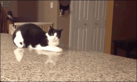 两只猫打架引众猫围观,两只猫打架一只翻肚皮