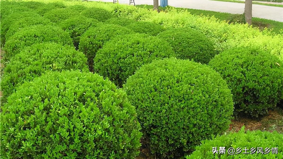冬青树盆景种植方法,冬青树种植方法图片大全