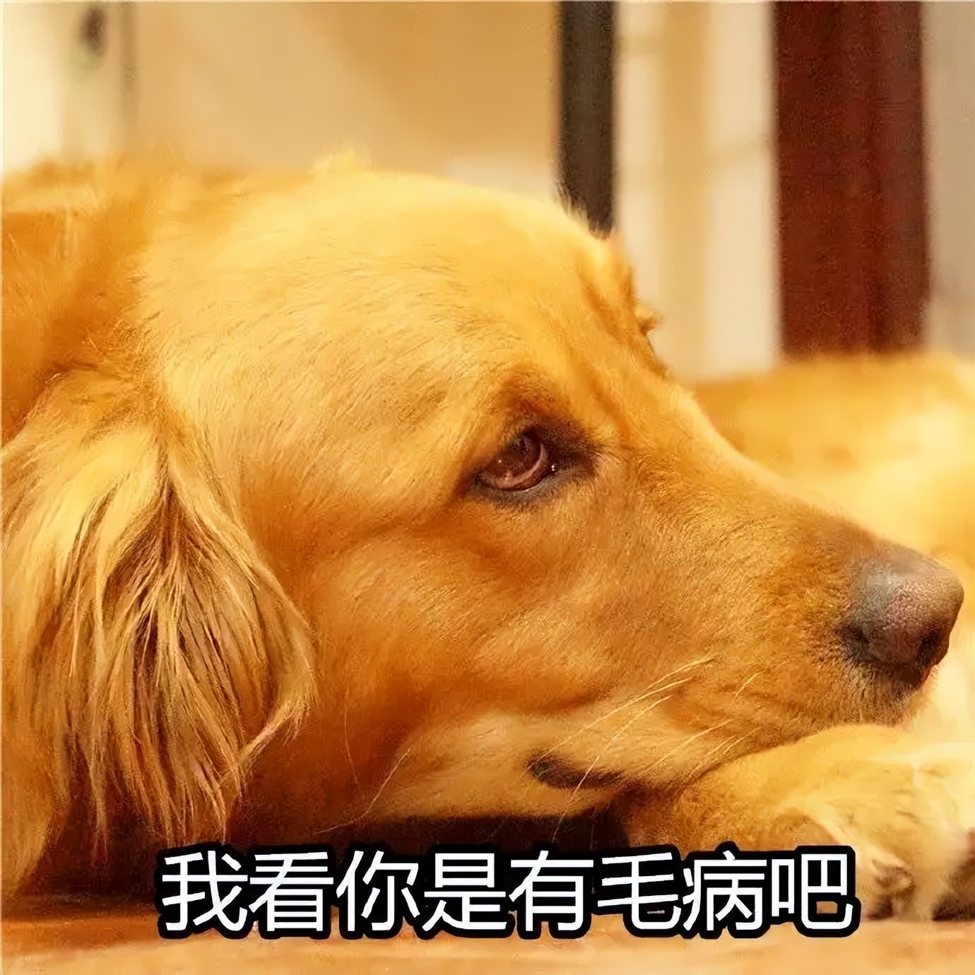 “金毛无限好，只是掉毛多”——这4个解决方法快收好