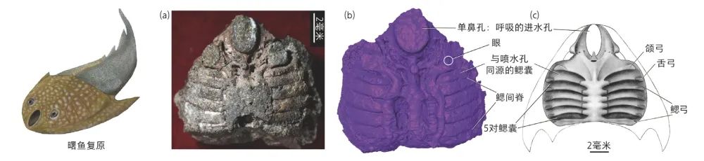 我们的耳朵曾经是鱼类的鳃