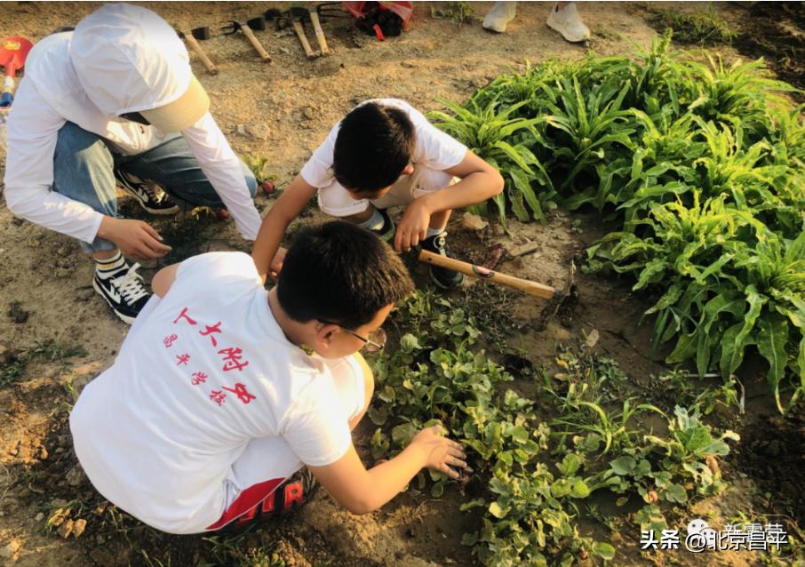 昌平开心农场种菜,开心农场喜丰收