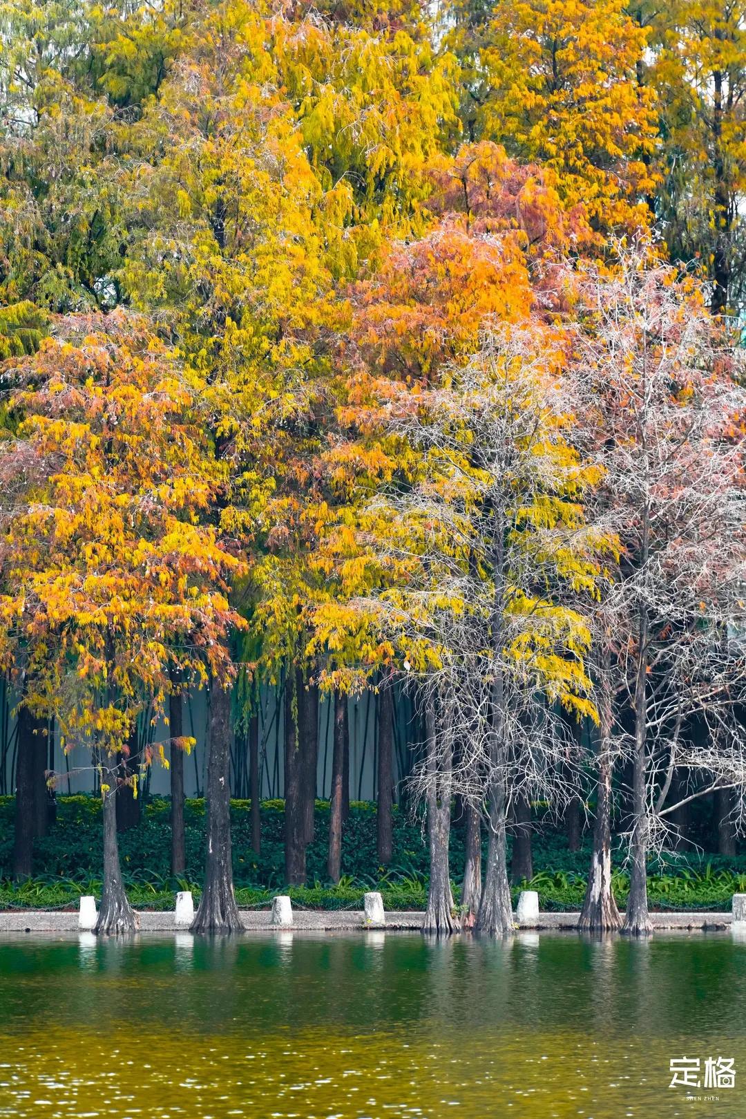 娲箹鍏洯娣卞湷,娲箹鍏洯鑽疯姳