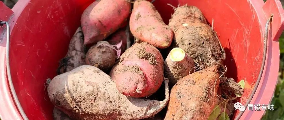 广西上林县三里镇轶事