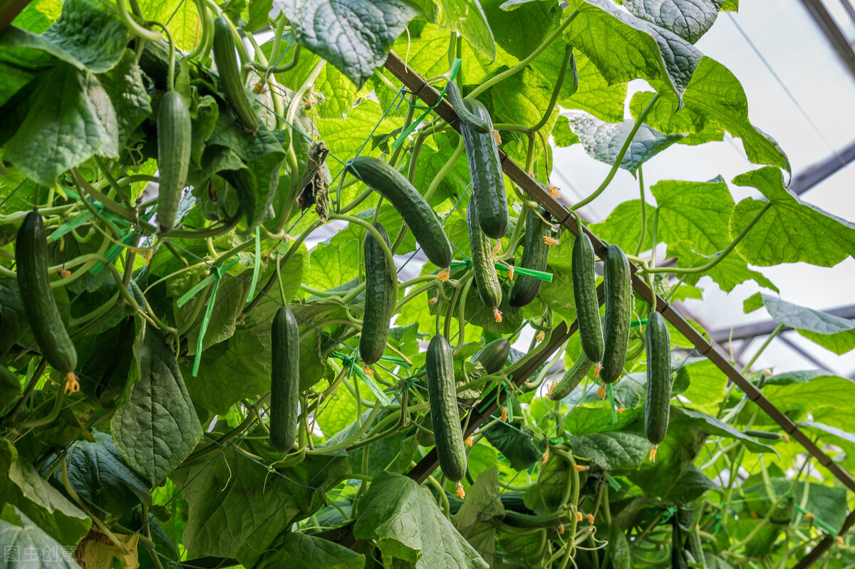 种子危机比芯片更可怕,种子危机btf
