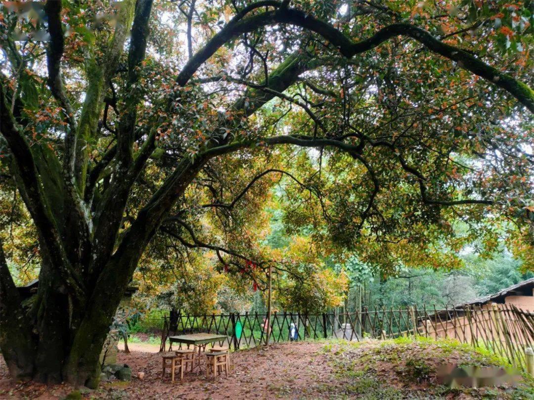 桂花九龙桂特征,桂花哪个品种做桂花茶