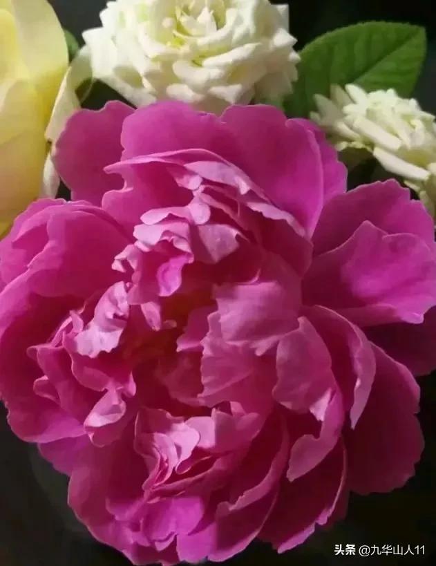 大花浓香勤花的月季品种,大花月季品种介绍大全图片及价格