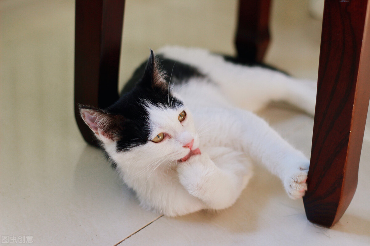 猫尾巴受伤了有什么表现,猫尾巴受伤肌肉黑紫