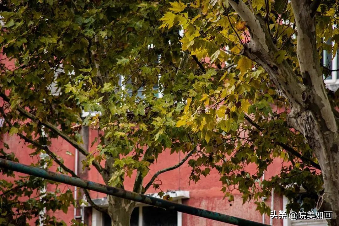 安徽大学好看的风景,高校最美秋景