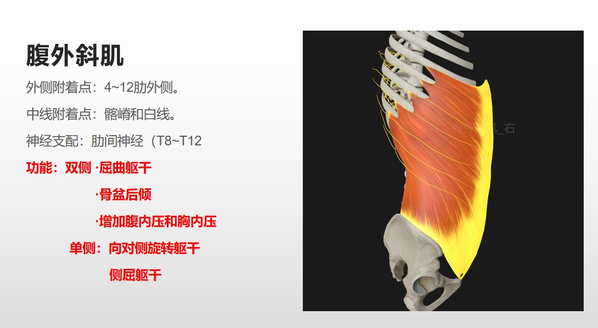7个公认最有效的腹肌练法,如何最快练腹肌和马甲线一块练