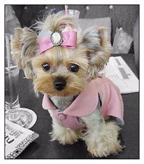 狗狗乱咬东西怎么纠正视频,比熊狗狗老是乱咬东西怎么办