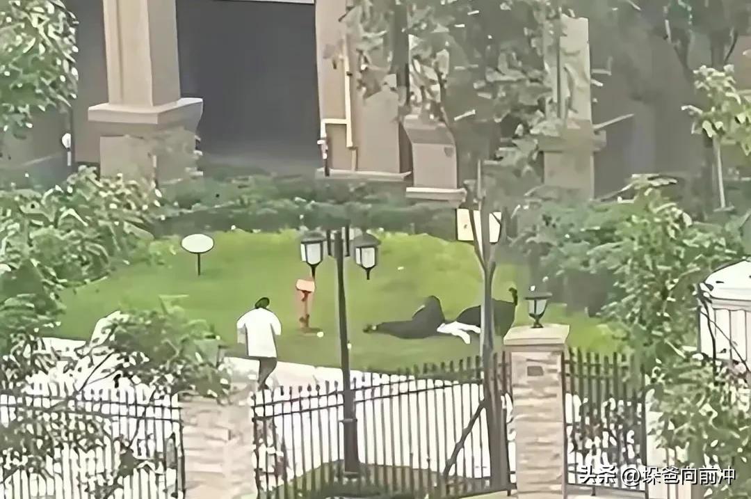 训犬师称罗威纳咬人或为应激反应,训犬师咬孩子