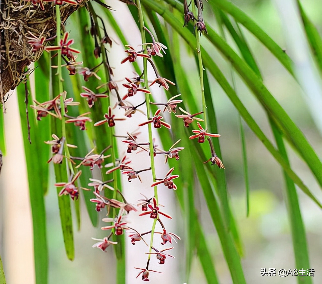 带你认识中华兰花纹瓣兰,顶级纹瓣兰图片