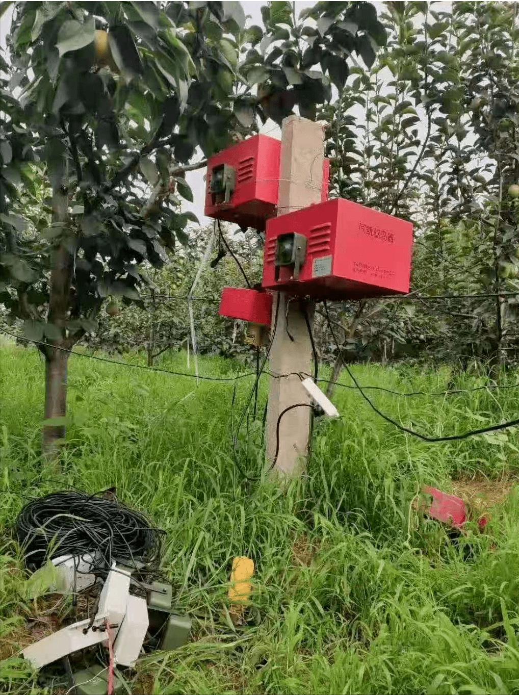 果园防鸟最好方法,果园防鸟出绝招