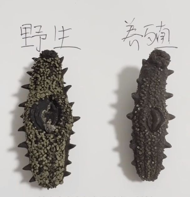 红极参和海参的区别在哪里,海参和红极参的区别