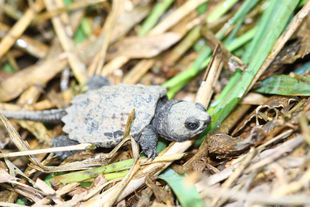 北美大鳄龟成体,北美鳄龟为什么会出现在中国