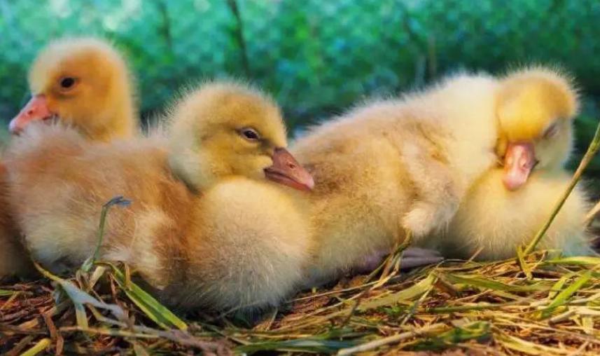 小鹅咳嗽是怎么回事,小鹅咳嗽有痰怎么处理