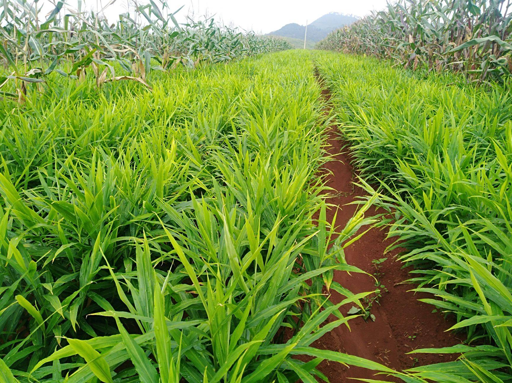 农民在荒地种菜被政府铲除,湖南农田种姜被铲后续