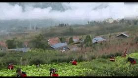 山村十大诡异怪事件,四川大山发现的怪物