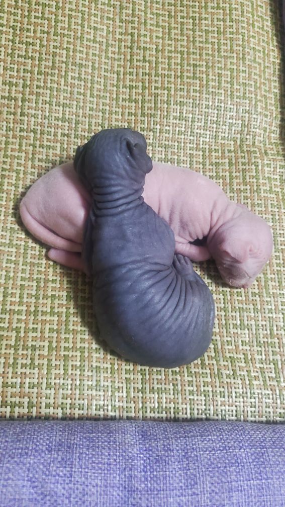 伴侣猫推荐,无毛猫斯芬克斯好不好