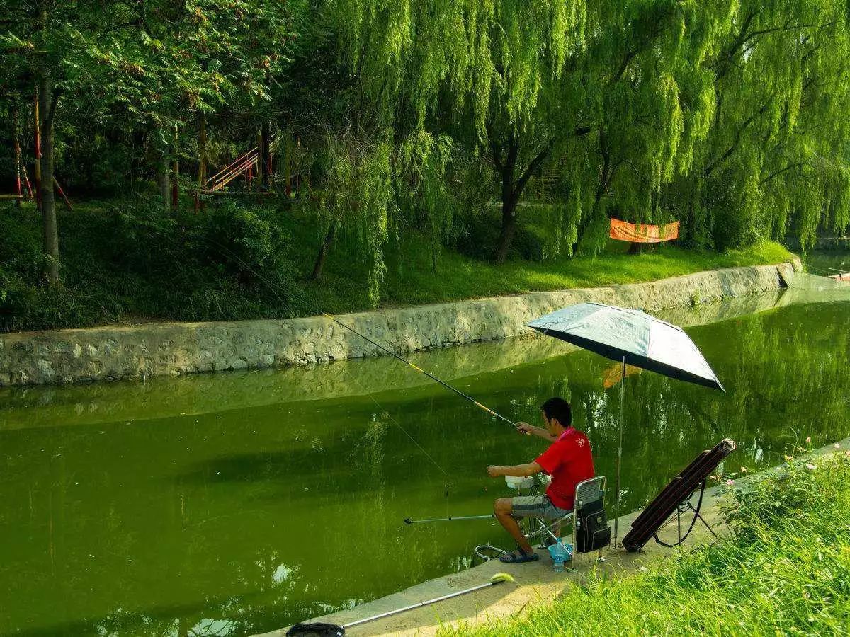 黑鱼除了钓黑鱼还能钓什么鱼,野钓黑鱼黑鱼是怎么繁殖出来的