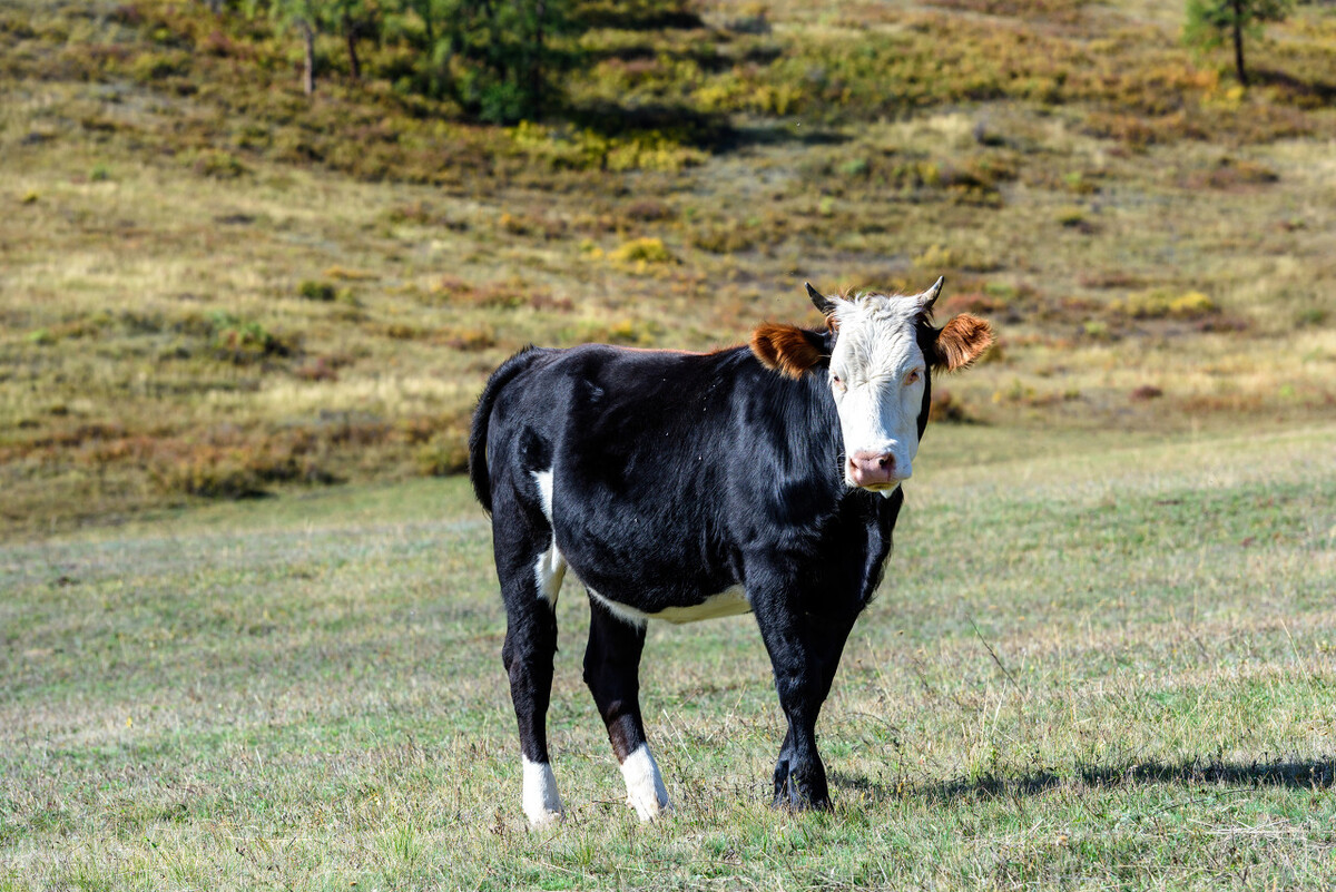麦趣尔牛奶查出什么,麦趣尔牛奶2022.6.20批次的合格吗