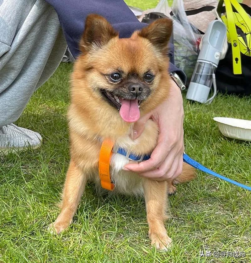 最新无锡中华田园犬领养,合肥寻找中华田园犬