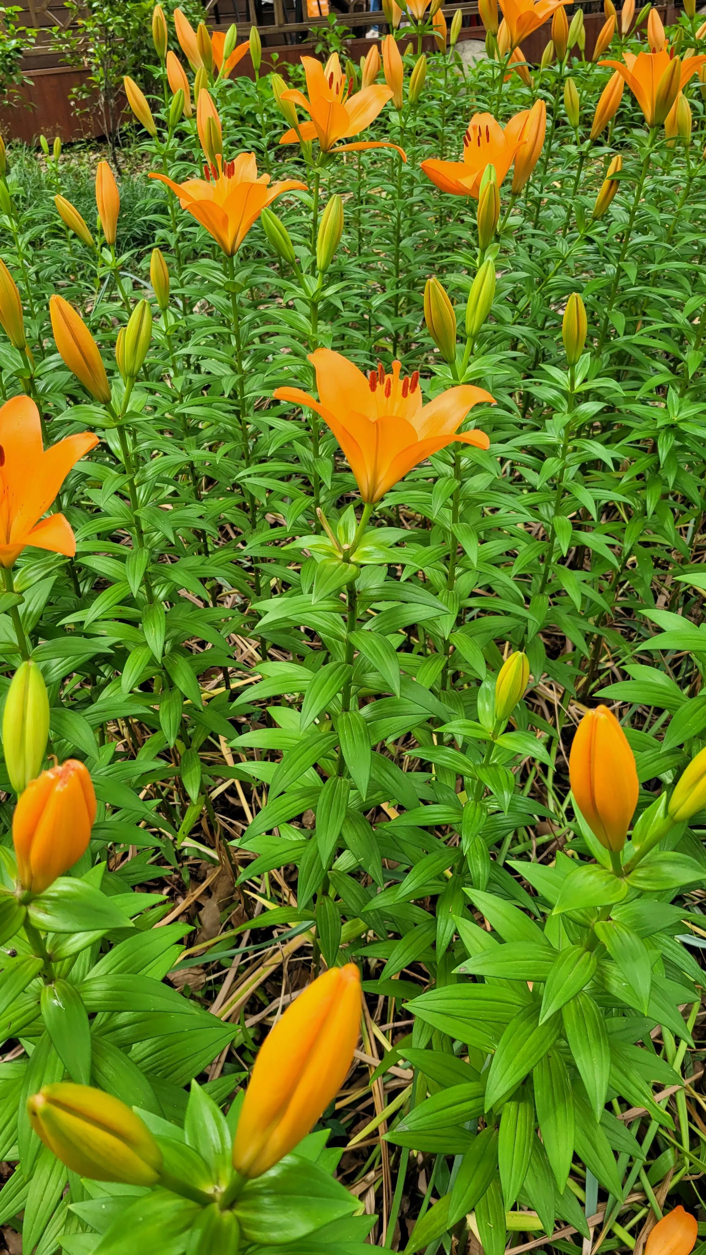 春天去无锡樱花谷旅游,无锡市梅园一日游攻略