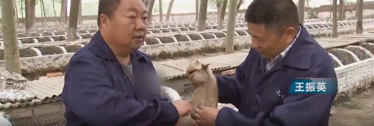 1992年，河北男子花30万买两只病鼠，几年后反而大赚8000万