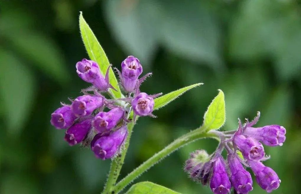 目前农村种植啥最赚钱呢,农民现在种植什么收益高