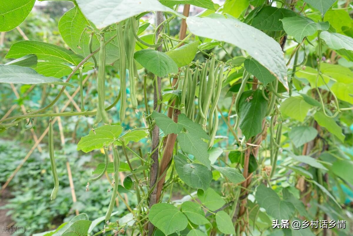 如何种植无架豆角四季豆,架豆种植多久结架豆