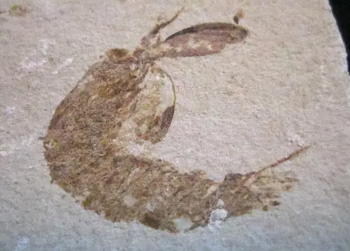 皮皮虾是史前巨兽吗,皮皮虾是外星人吗