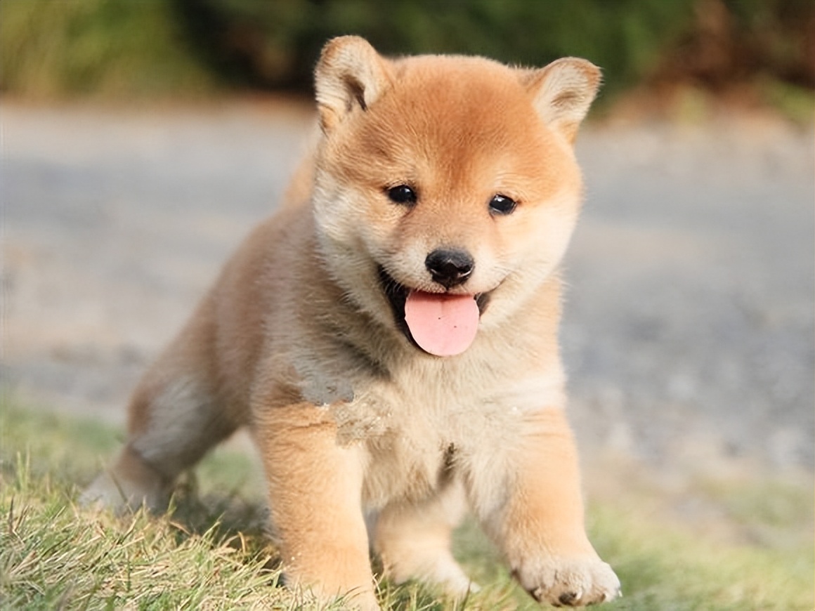 柴犬狗狗的优点和缺点,柴犬尴尬期变猴子脸