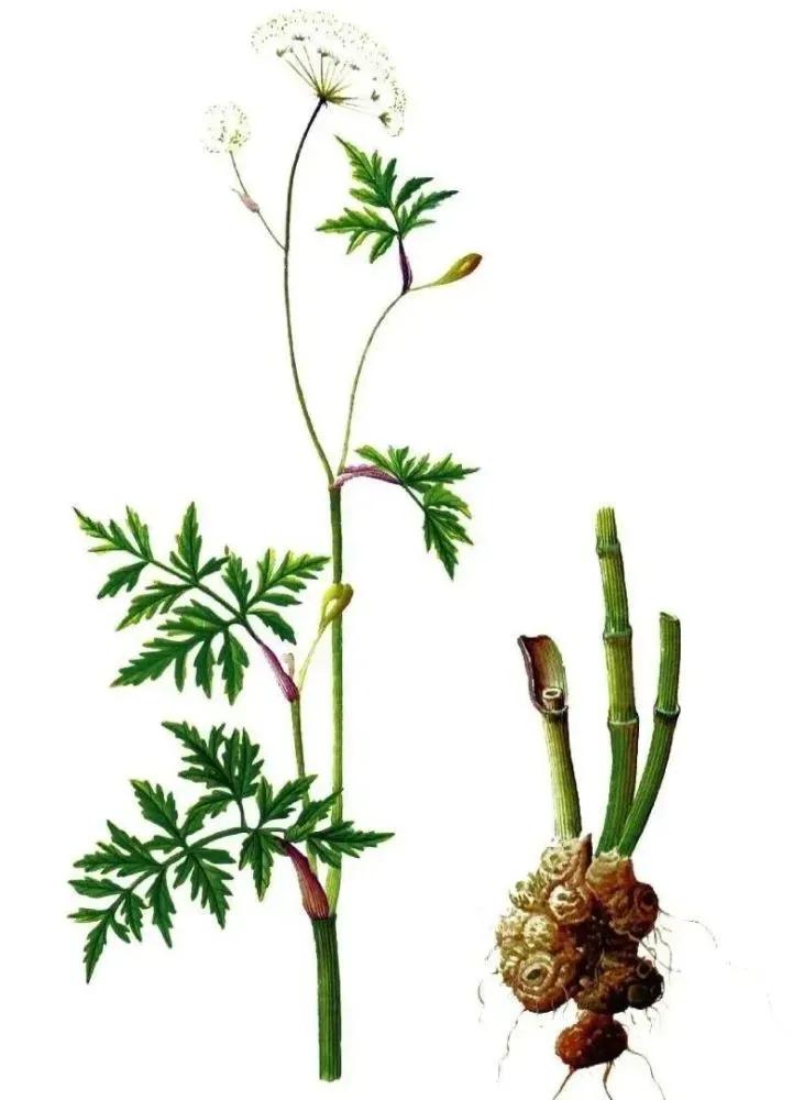 草本史话:古籍《昆虫草木略》的芎窮,茜草,杜若