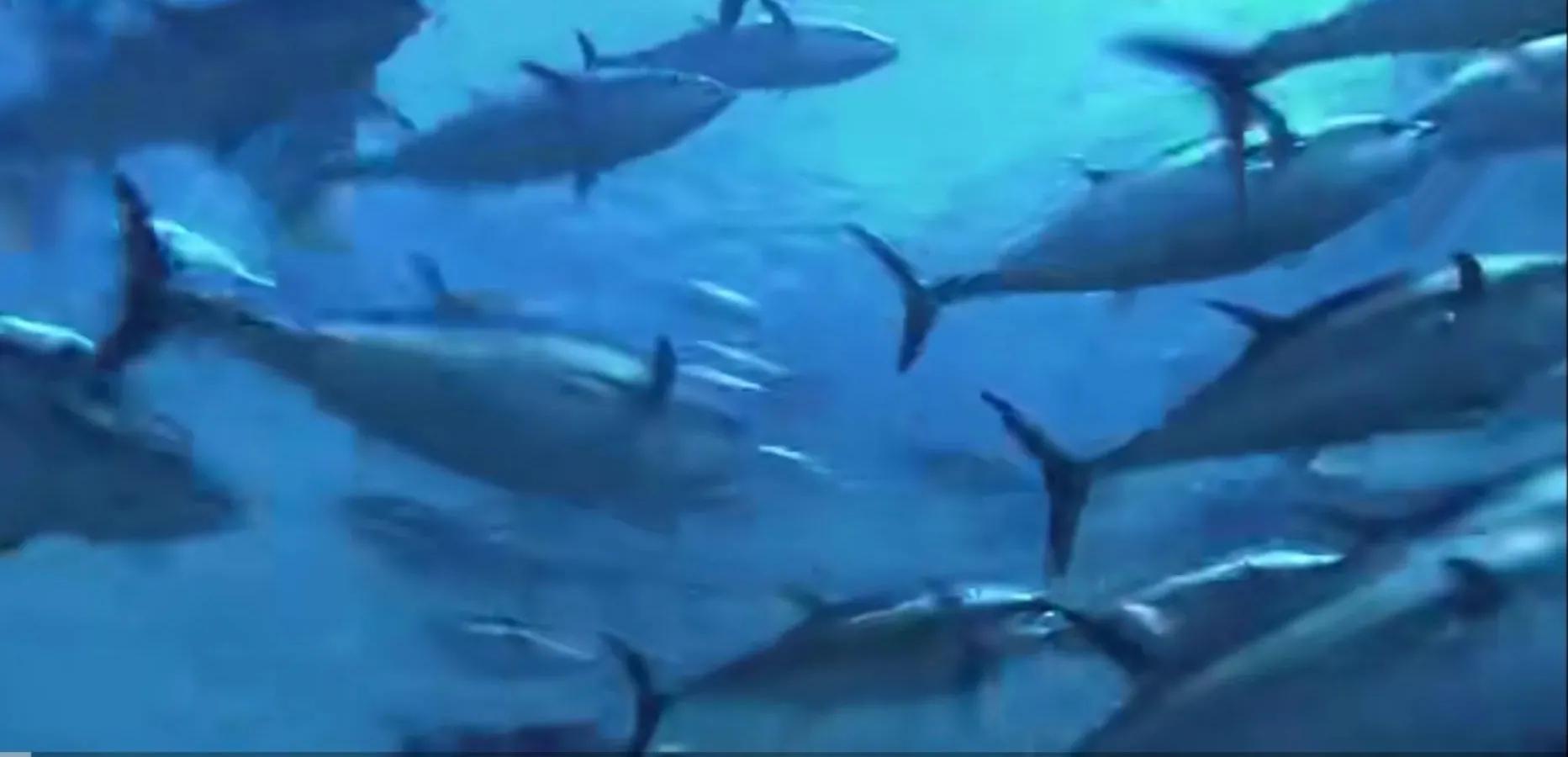 广东渔民捕获大鱼,渔民出海捕到一条106斤的鱼王