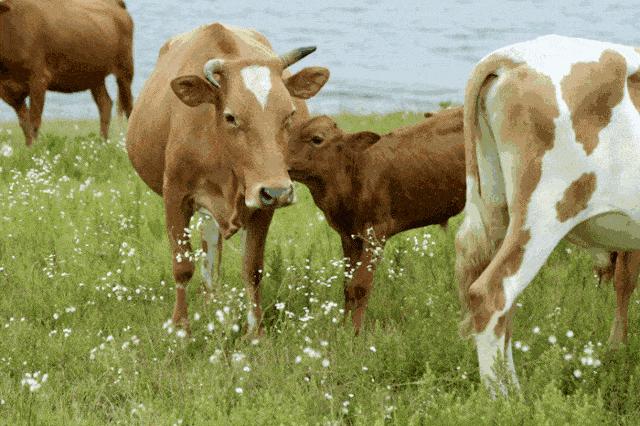 最可怕的朊病毒是什么,世界上最可怕的朊病毒