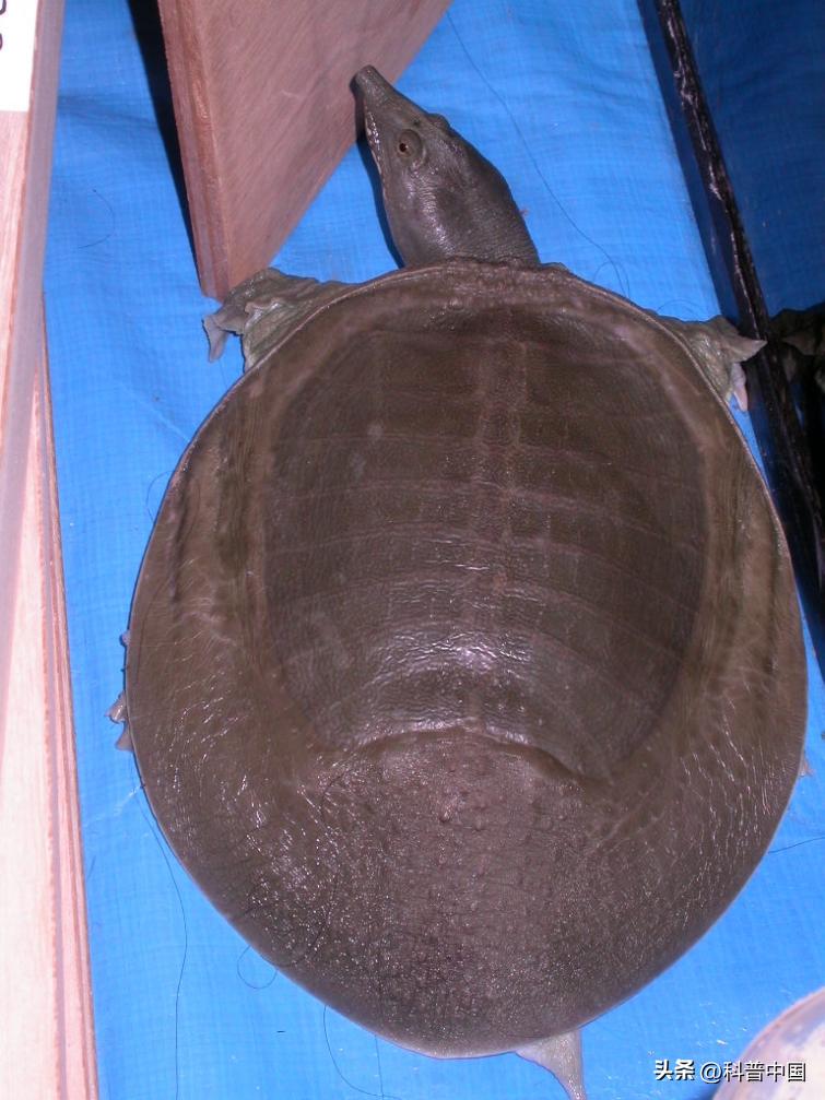 壳包肉包壳包肉……它是远古鱿鱼*亲近**，最后长成“五花肉”