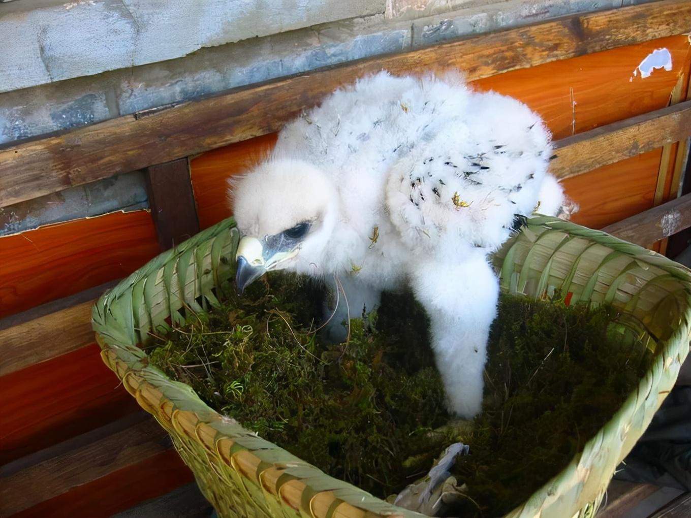 利爪的握力达750磅，110公斤的牛都被杀死，被金雕复仇有多可怕？