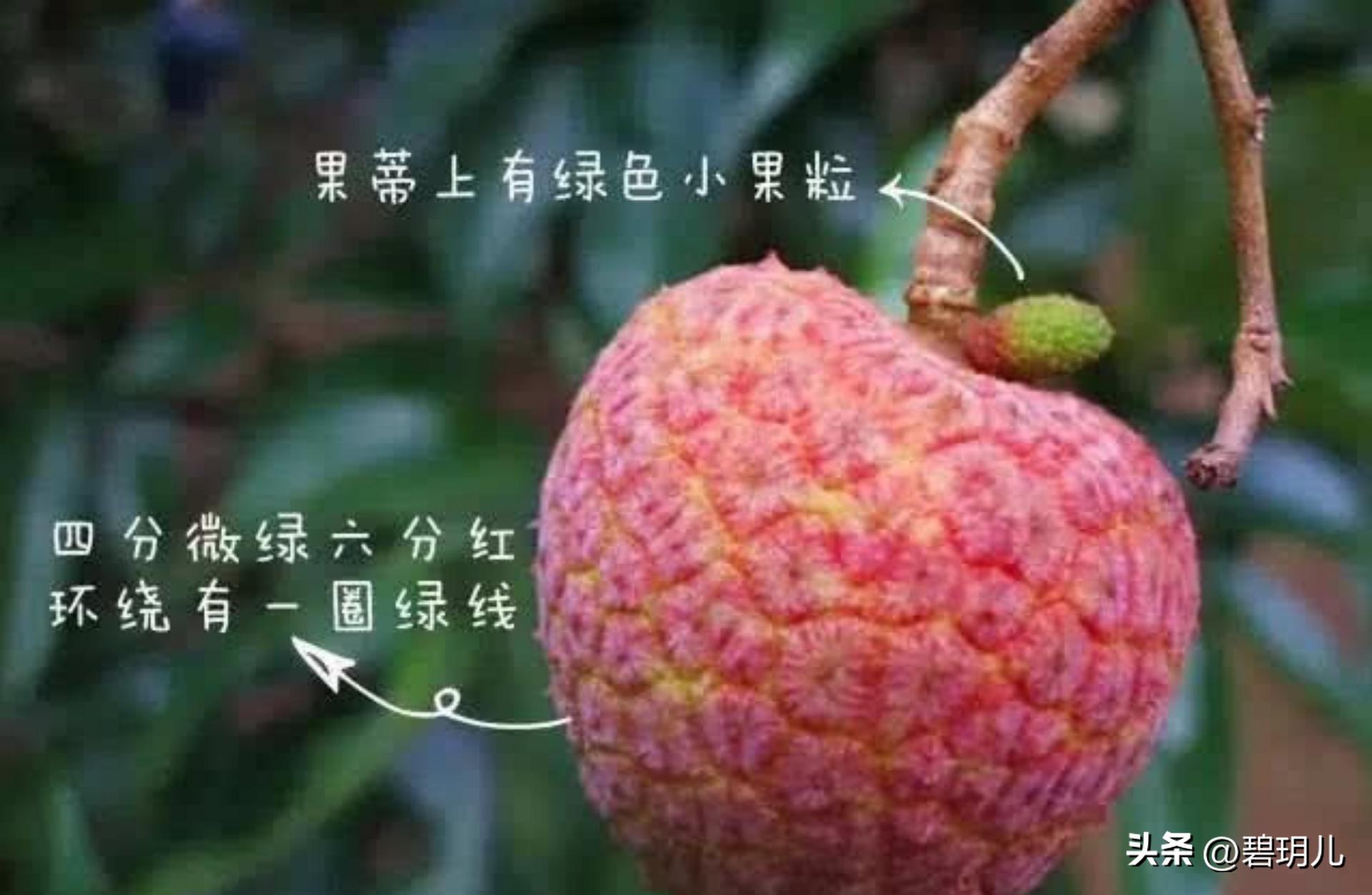 收购广西妃子笑现场,正宗广西妃子笑多少钱一斤