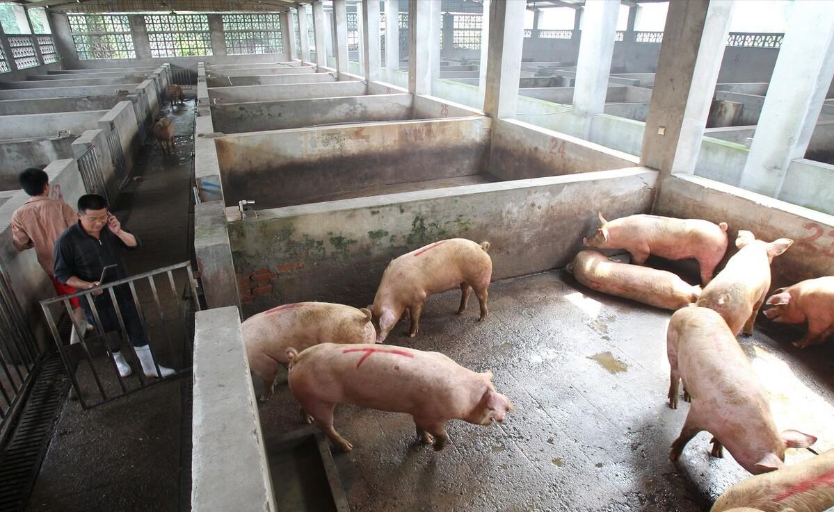 养猪大叔一年赚多少钱,四川大爷养猪完整视频