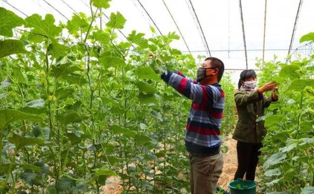 黄瓜长秧不开花怎么办,大棚黄瓜不高产的原因