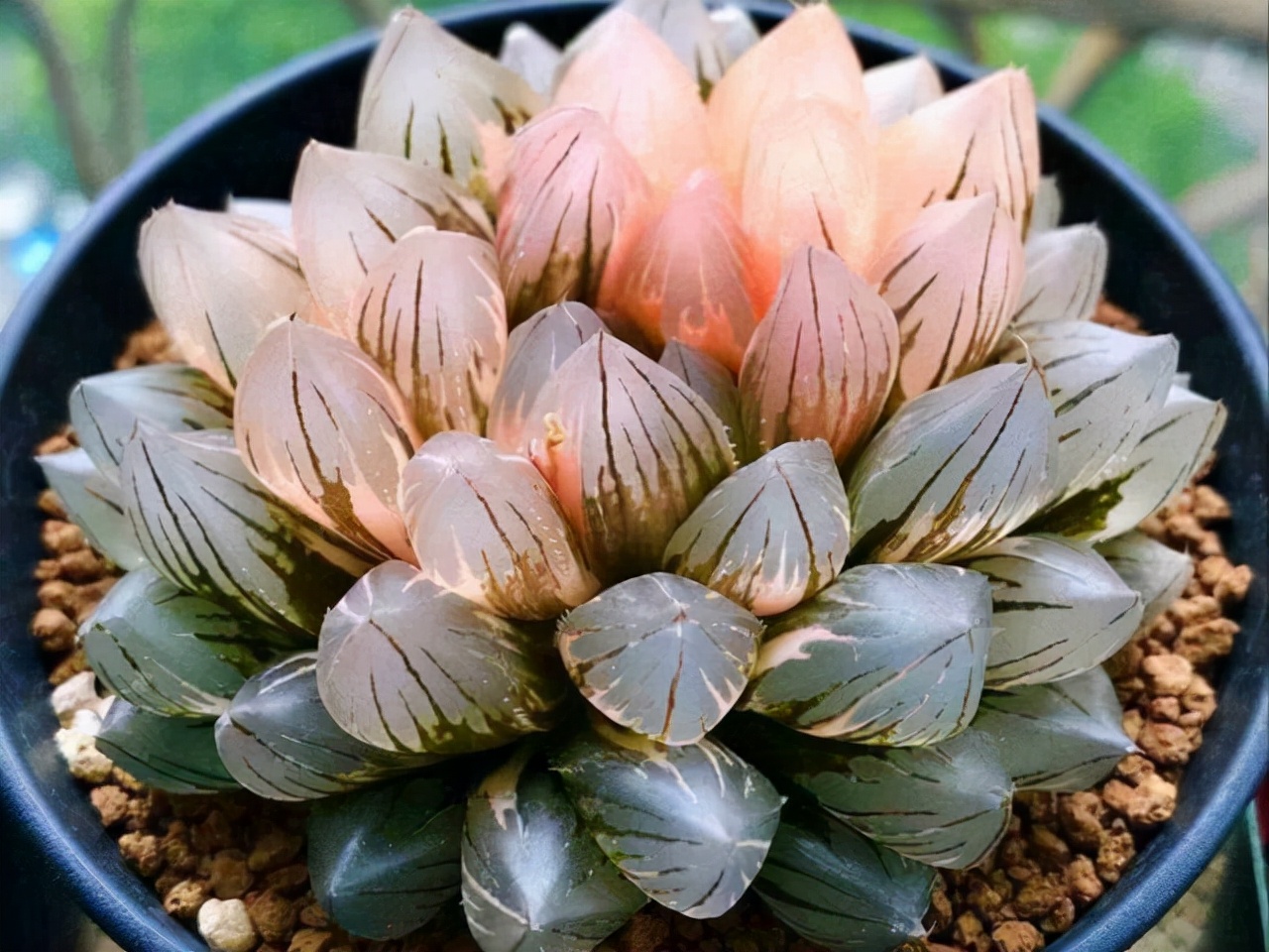 三年前很贵的普货多肉,曾经昂贵的多肉品种有哪些