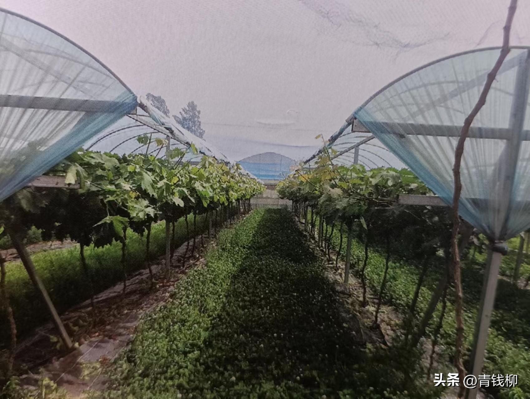 阳光玫瑰葡萄种植土处理,种阳光玫瑰葡萄怎样改良土壤