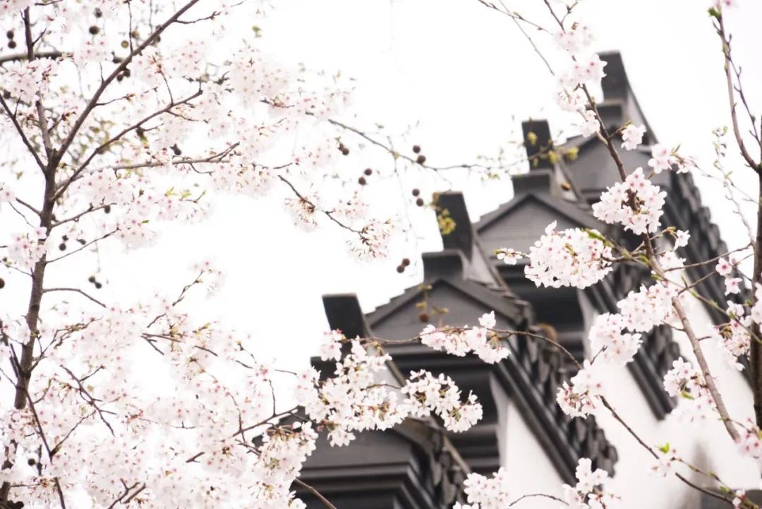 虹口体育场馆膜结构厂商,虹口体育场最新消息