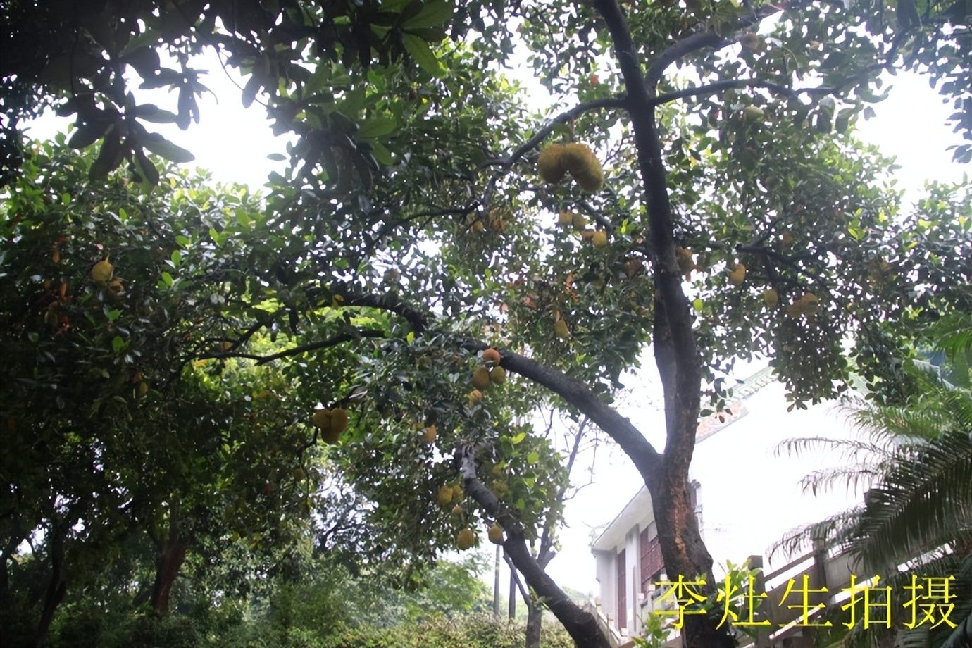 杨四将军庙简介,杨四将军庙在哪个位置