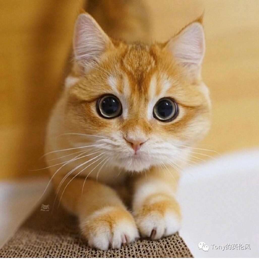 英国养猫宠兔,英国养猫开销