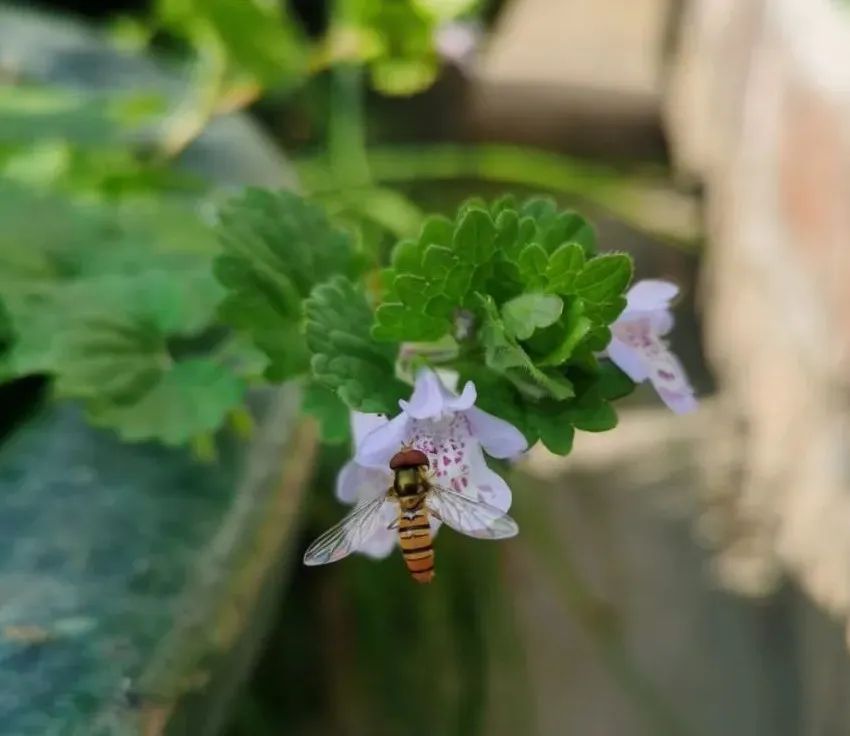 大活血丹全草图片,连钱草功能主治口诀