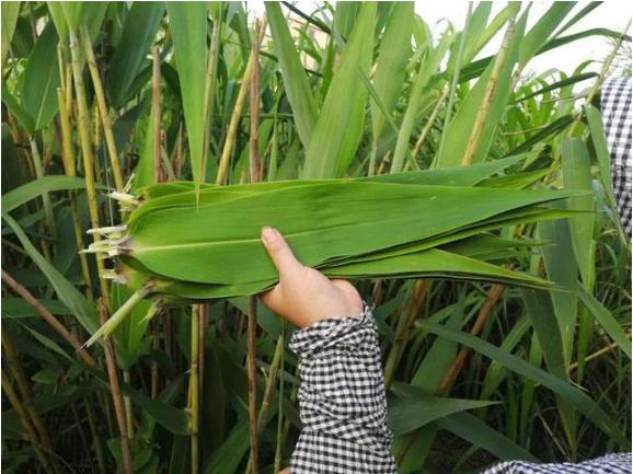 最浓的端午节永远在童年,端午童年的记忆