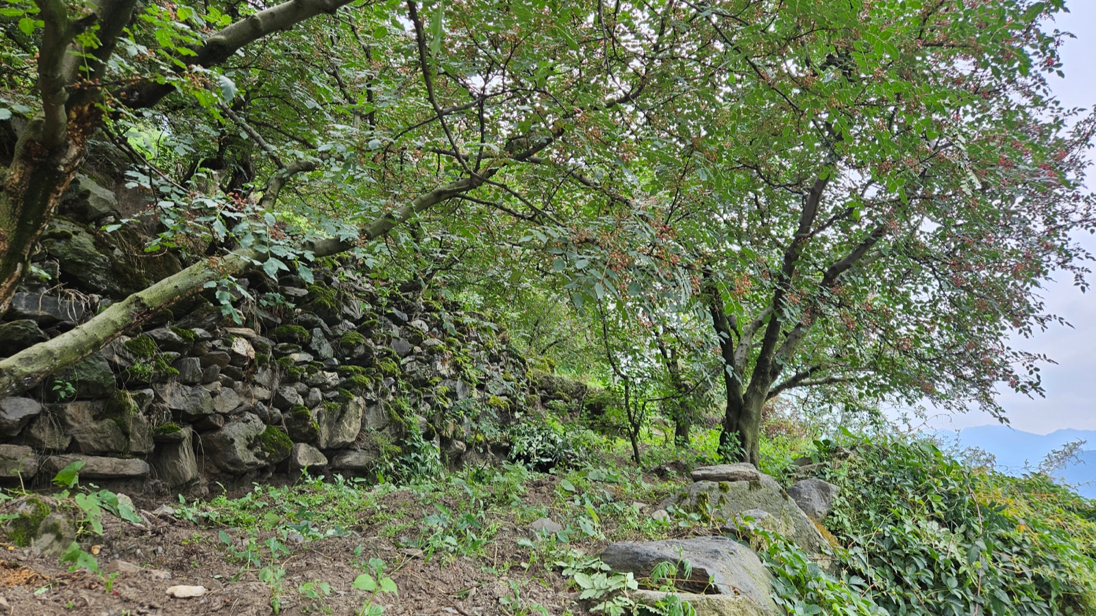 花椒丰收季节是几月,老家花椒丰收季