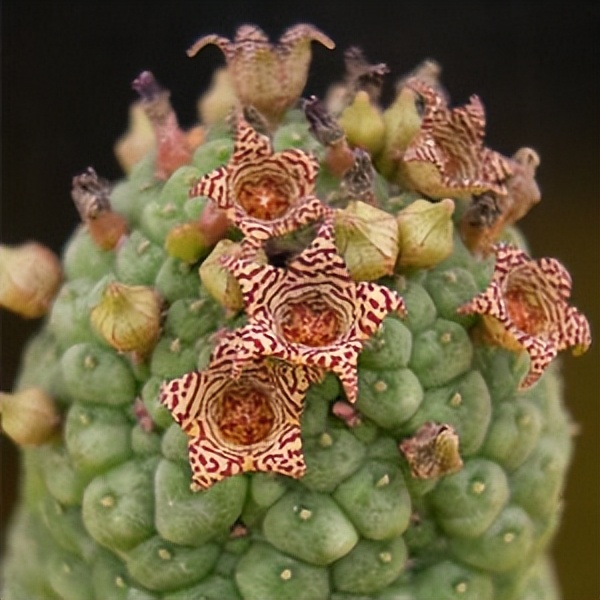 102个大类近500个多肉植物图片，都极其美丽，建议在家中也养一盆