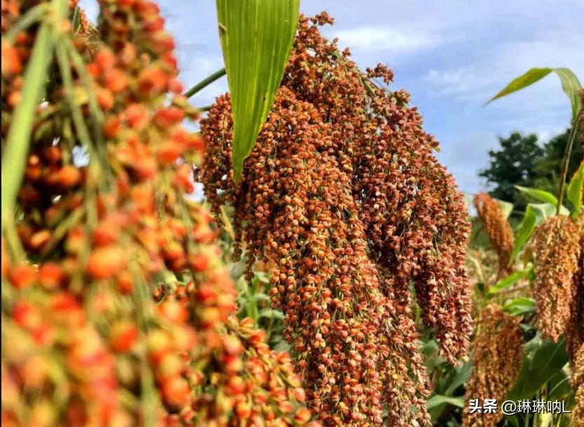 贵州平坝黑金1952酱酒53度,贵州老字号平坝酒53度酱香型